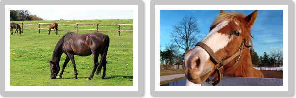 What to do if your chosen livery yard is full What to do if your chosen livery yard is full