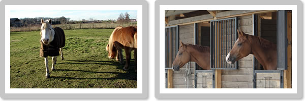 What to look for in a UK livery yard What to look for in a UK livery yard
